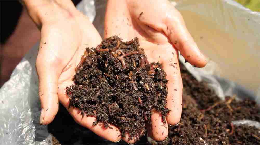 Worm Compost