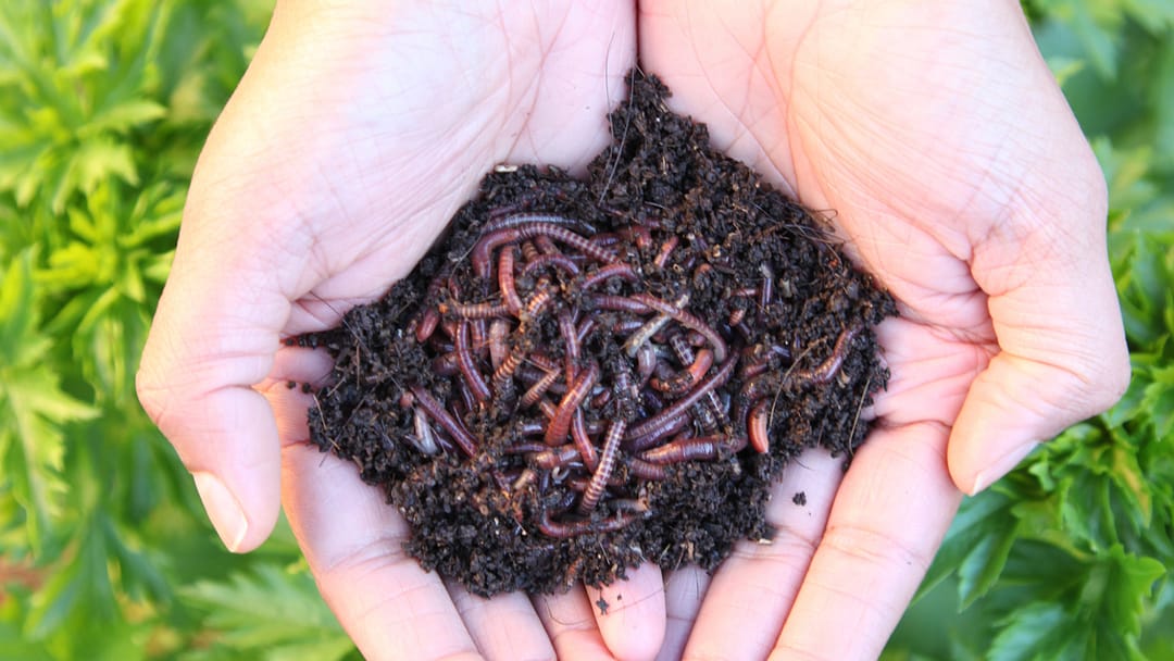 Worm farming