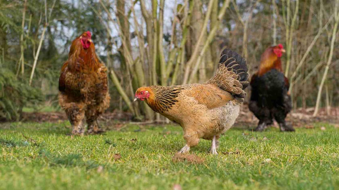 Chickens foraging