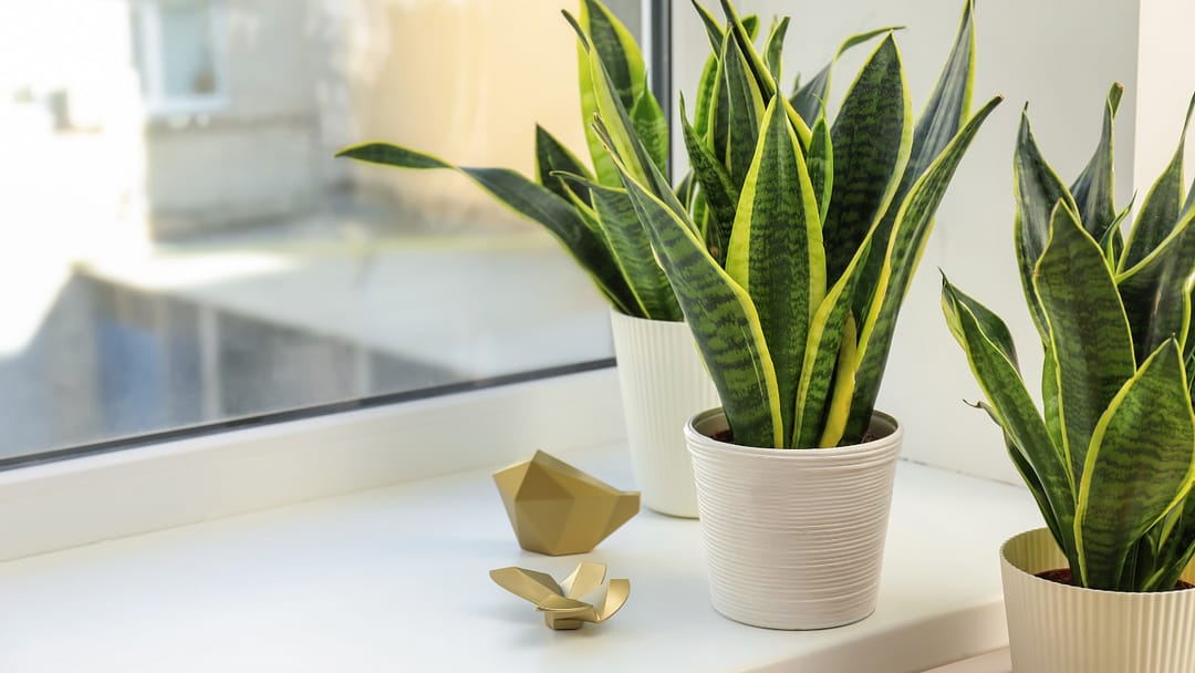 plants to purify indoor air