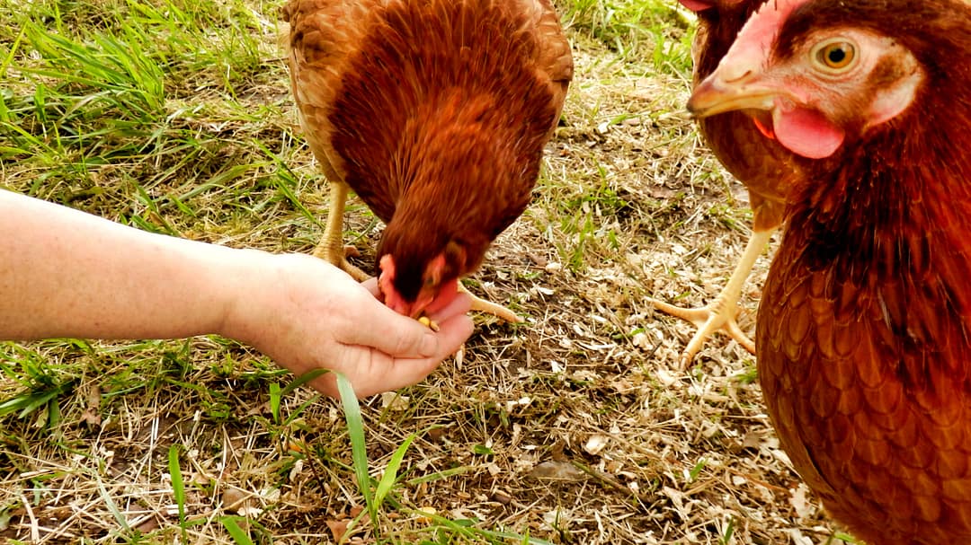 chicken feeding