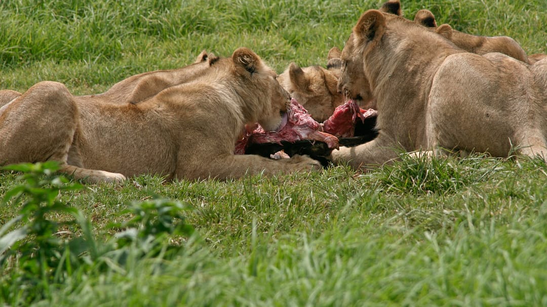 what do lions eat