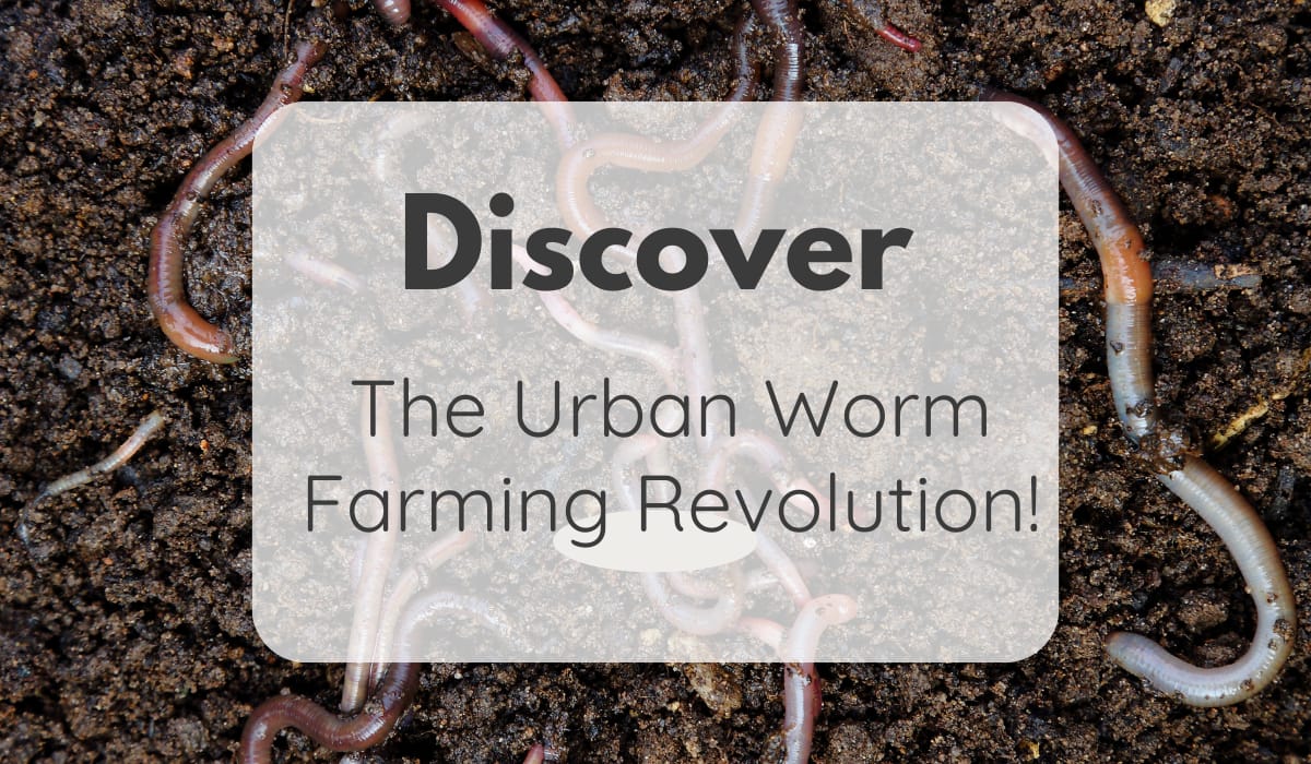 Urban Worm Farming