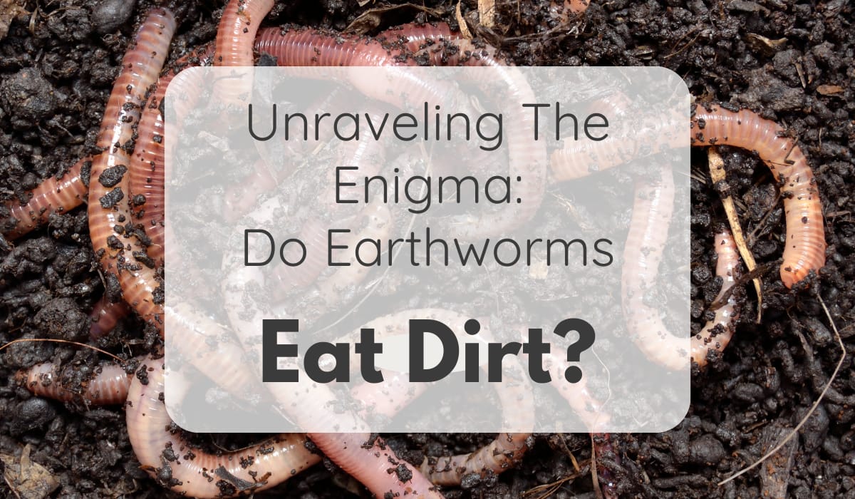 Do Earthworms eat dirt