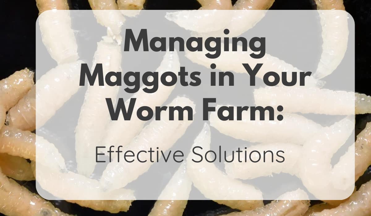 Maggots In Worm farm