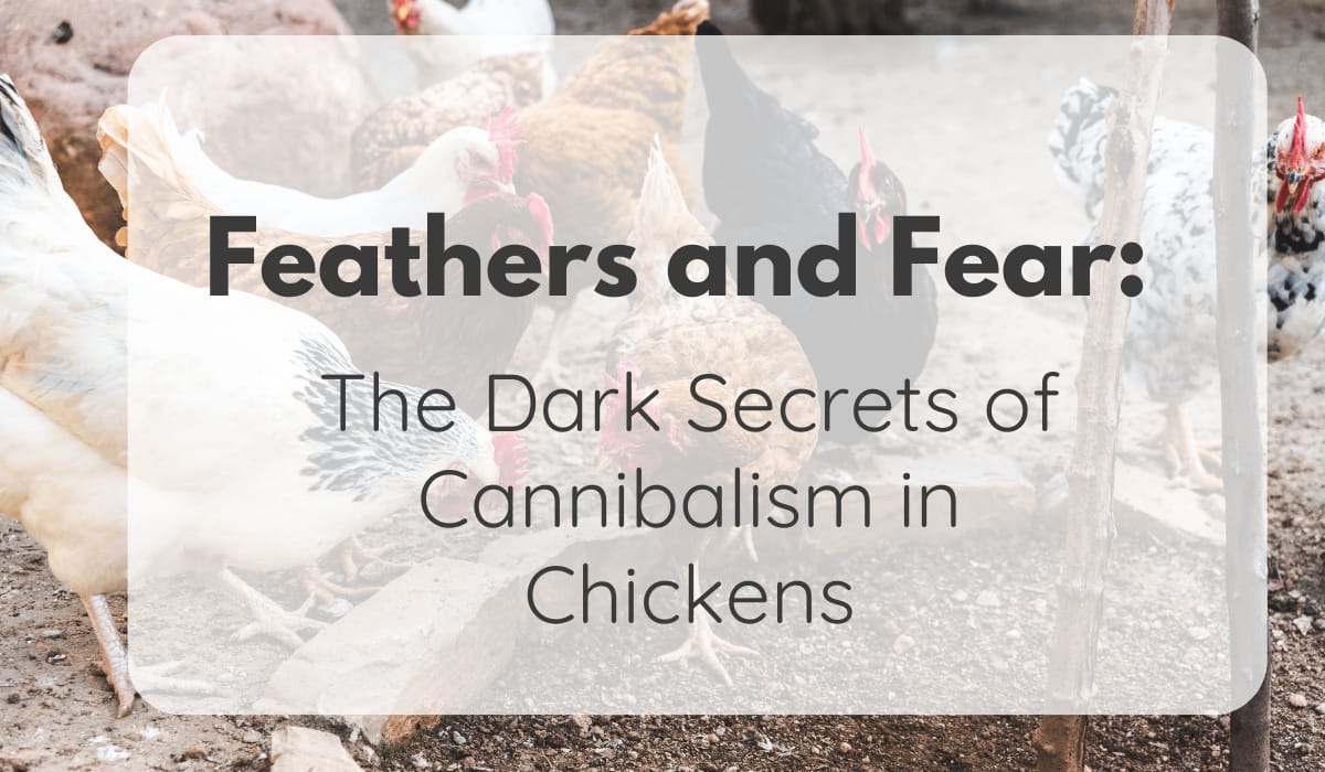 cannibalism in Chickens