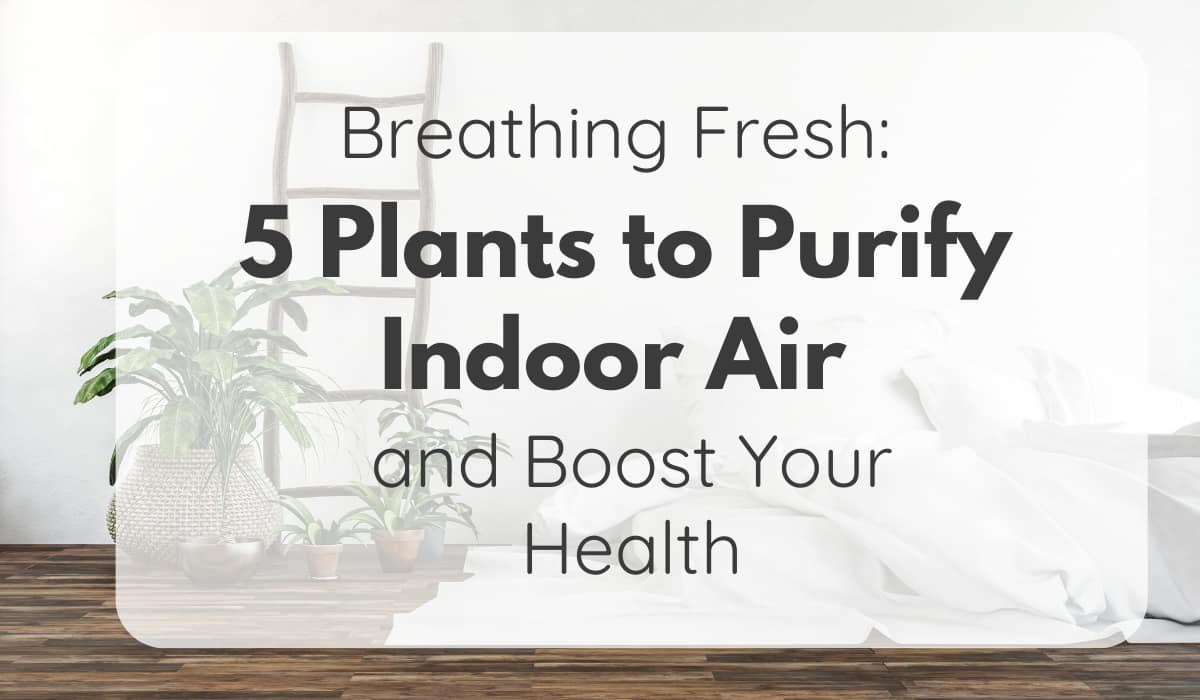 Plants to Purify Indoor Air