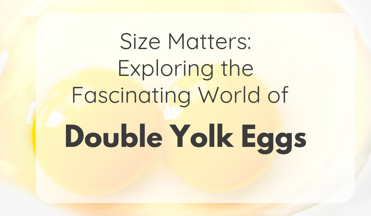 Double yolk Eggs