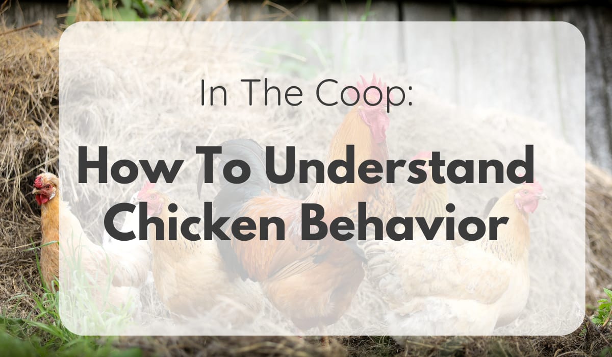 Understanding chicken behaviour
