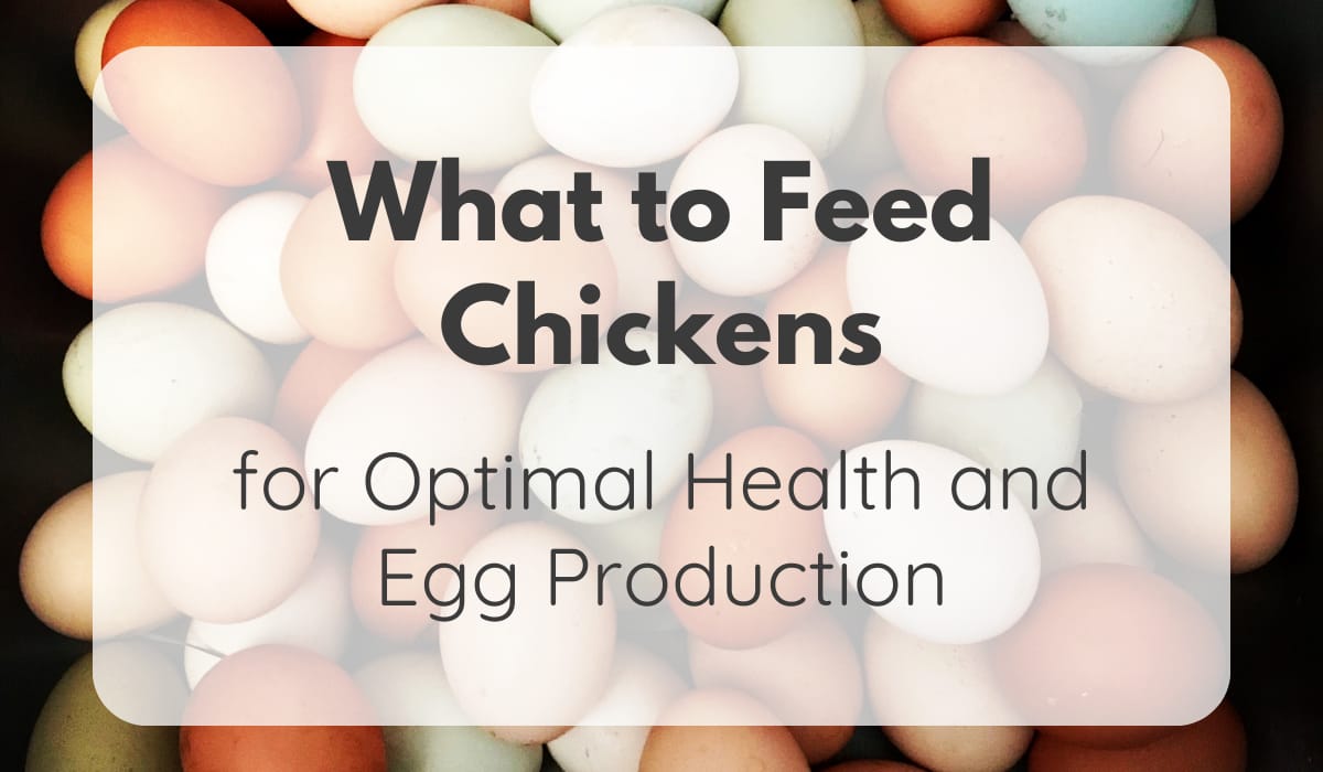 what to feed chickens