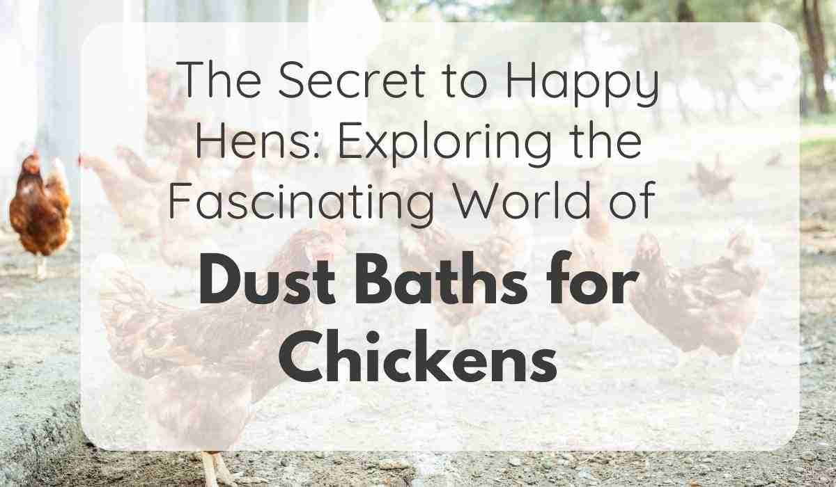 Dust baths for Chickens