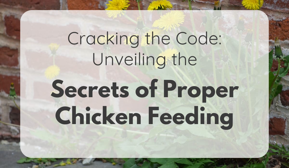 chicken feeding tips