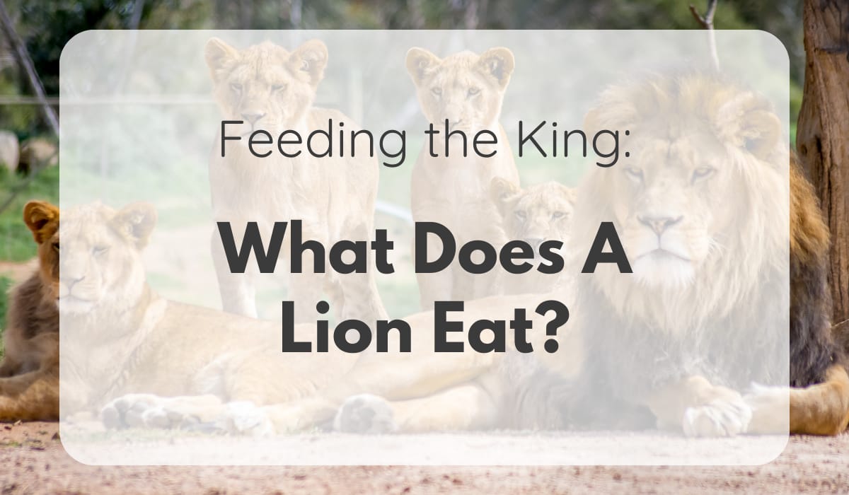 What does a Lion eat