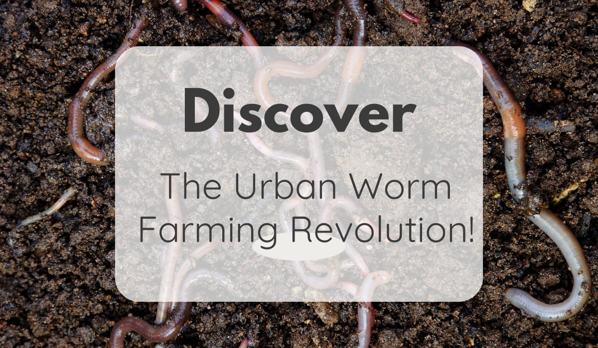 Discover the Urban Worm Farming Revolution - Backyard In A Box