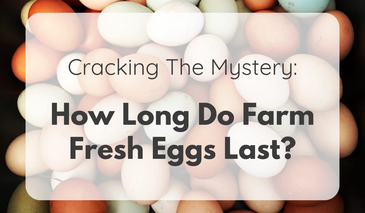 Cracking the Mystery How Long Do Farm Fresh Eggs Last? Backyard In A Box
